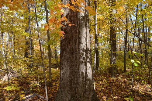 Property photo 40 - 75.3 Acres Offered in 2 Tracts